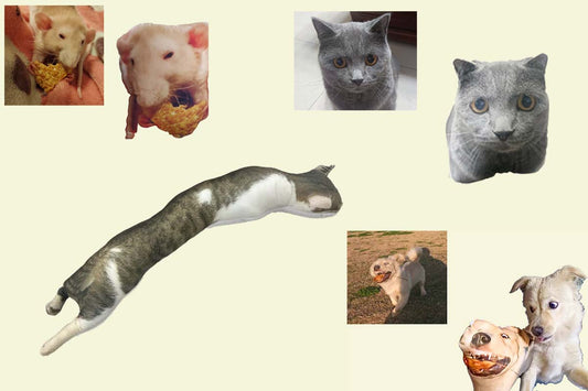 funny_pet_pics